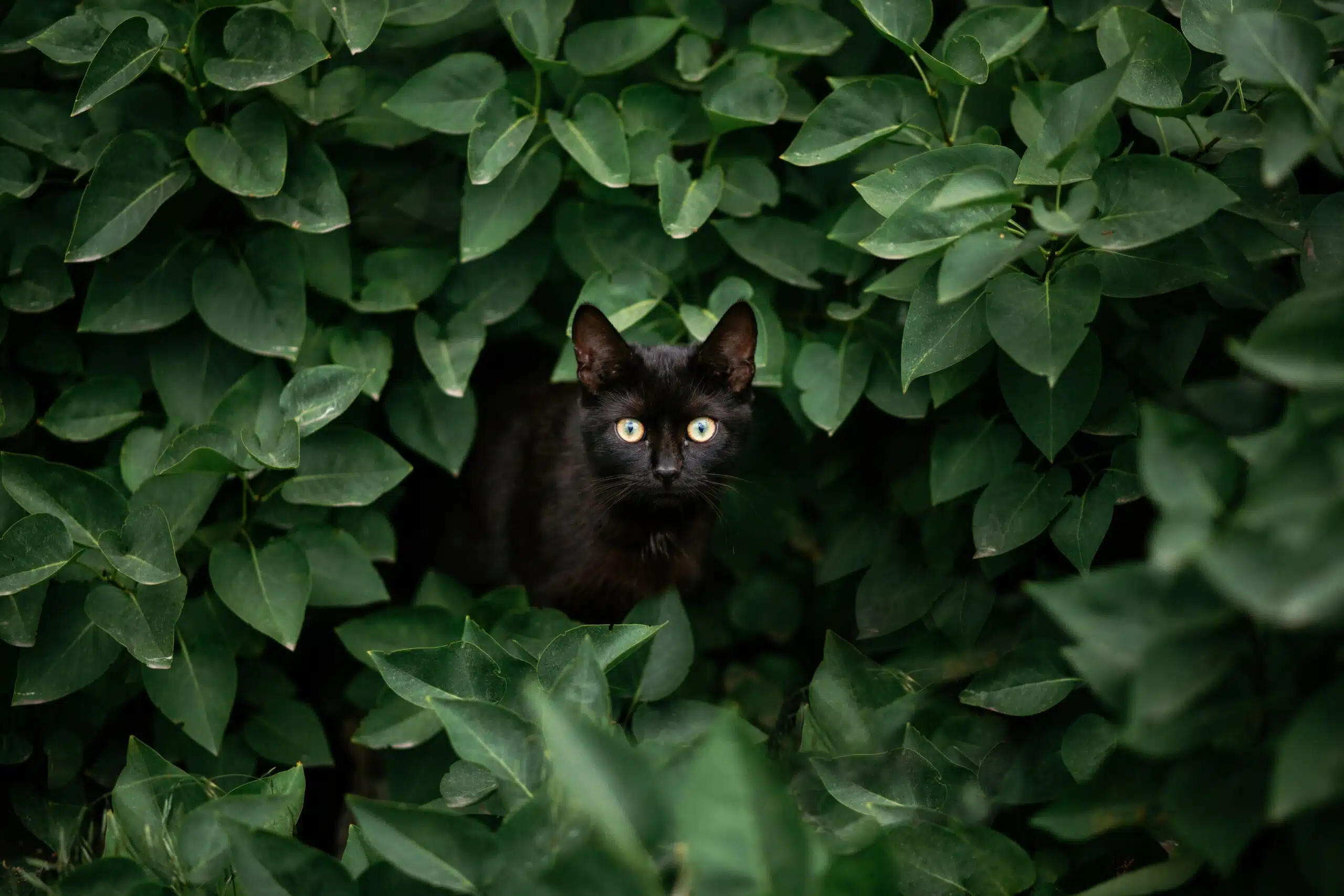 A curious black cat playfully peeks out from lush green leaves, capturing the essence of nature's hidden beauty.
Why Are Black Cats Called Voids?
superstitions
witchcraft