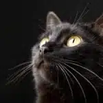 Unraveling the Mystery: Why Are Black Cats Called Voids?