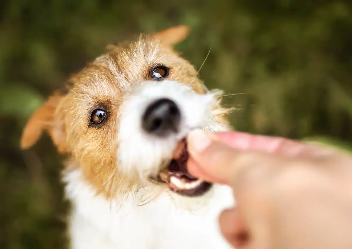 Nationwide Warning Dog Treat Recall Metal Objects