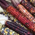 Pile of corncobs with multicoloured corn kernels of many shades of yellow, purple, red and orange